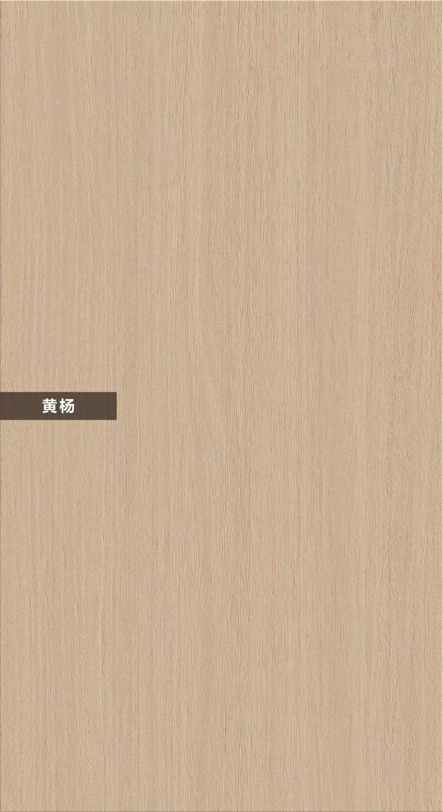 T03-KD黃楊